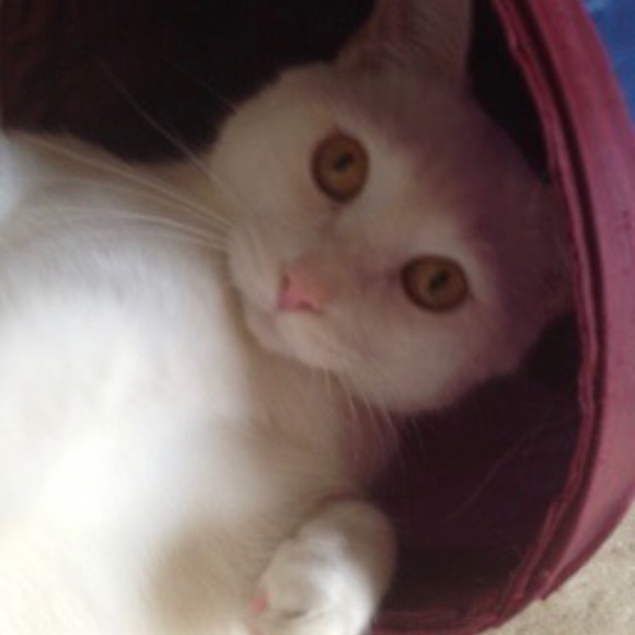 Meet your Posher, B - Picture 2 of 2